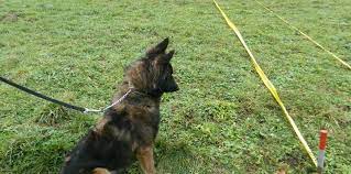 Još jedan od certificiranih pasa postao je dio tima potražnih pasa